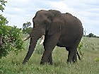 Parc Kruger, Afrique du sud