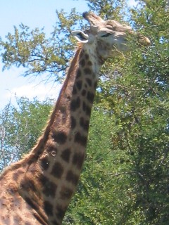 Girafe au Parc Kruger