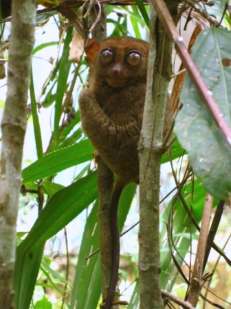 Un tarsier (Philippines)