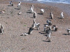 Pingouins, Peninsula Valdez, Argentine